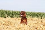 SETTER IRLANDAIS 015